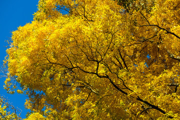 Baum im Herbst mit gelben Blättern