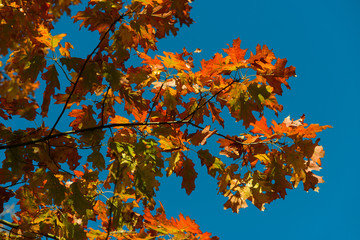 Baum im Herbst mit bunten Blättern