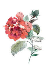 Red peanut flower peony isolated on white background.