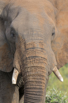 Close-up of a dirty elephant tusk, ear, eye and nose