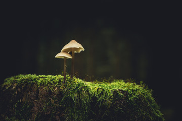 mushroom dark