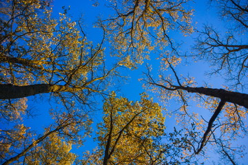 Autumn trees and blue sky