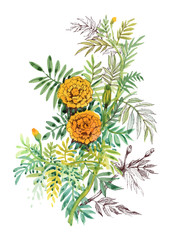 Watercolor hand drawn painting with orange marigolds on white background