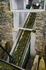 Greece, Peloponnese, Messinia, Kalamata, extra virgin olive oil extraction process in olive oil mill, conveyor belt with olives.