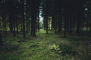 dark forrest