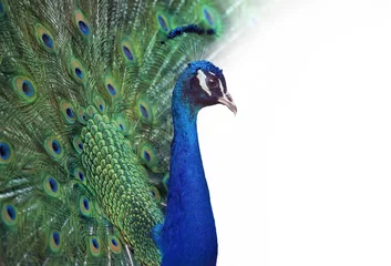 Printed roller blinds Peacock Portrait of Peacock