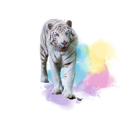 White Tiger Watercolor painting