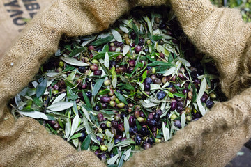 Greece, Peloponnese, Messinia, Kalamata, olive harvest, hand-picked olives collected into a sack.