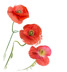Poppy Flowers digital painting