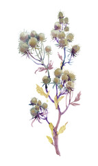 Obraz premium Flowers watercolor illustration. Spring and Summer.