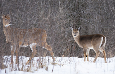 Naklejka na ściany i meble White-tailed deer and fawn in the winter snow in Canada