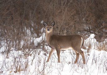 White-tailed deer fawn in the winter snow in Canada