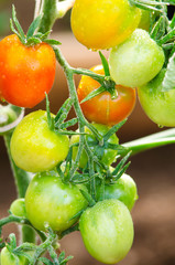 tomatoes on twigs