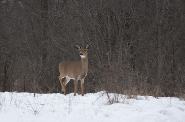 Naklejka na ściany i meble White-tailed deer in the winter snow in Canada