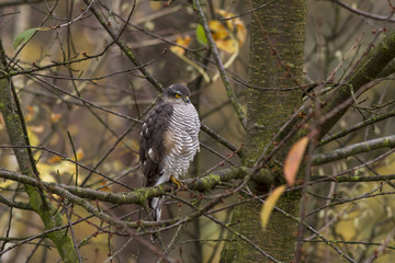 Eurasian sparrowhawk