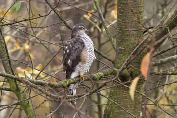 Eurasian sparrowhawk
