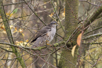 Eurasian sparrowhawk