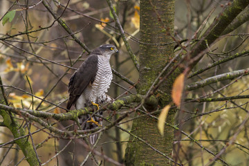 Eurasian sparrowhawk