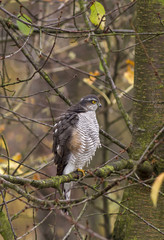 Eurasian sparrowhawk