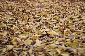 leaves in Autumn