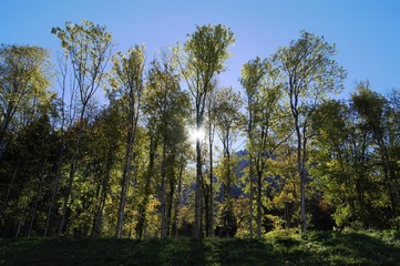 shine through the forest