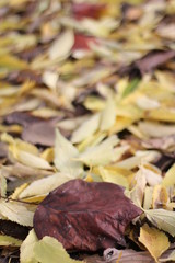 autumn leaves