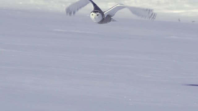 Snowy owl flying over snow-slow motion