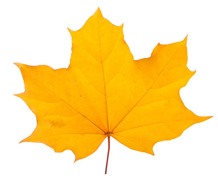 yellow maple leaf on a white background is the most commonly used sun symbol