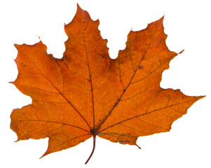 yellow maple leaf on a white background is the most commonly used sun symbol