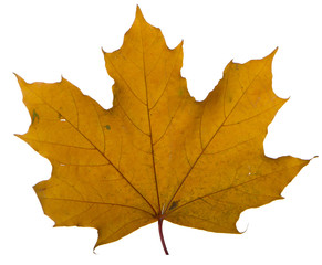 Naklejka na ściany i meble yellow maple leaf on a white background is the most commonly used sun symbol