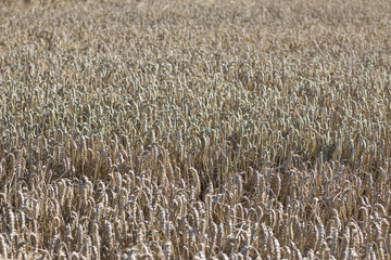 Getreidefeld