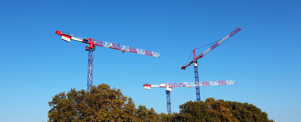 3 Tower Cranes behind trees