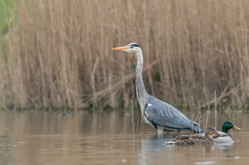 heron (Ardea cinerea)