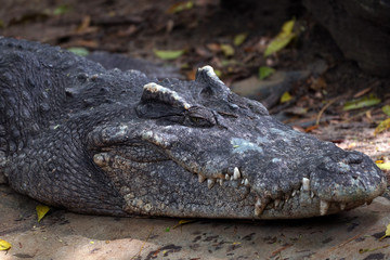 Crocodile with stagnant
