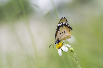 Plain Tiger butterfly sucking nectar from yellow flowers .