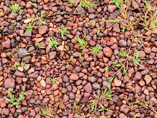 little red stone and little green grass