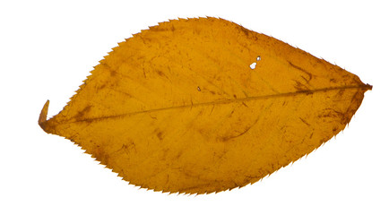Naklejka premium Yellow sakura leaf isolated on white background