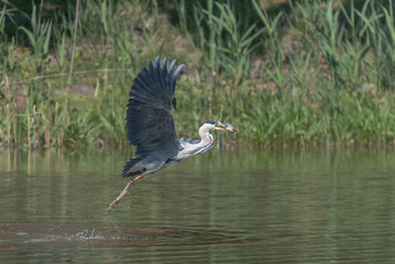 heron (Ardea cinerea)