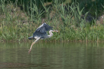 heron (Ardea cinerea)