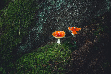 fly agaric