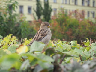 A sparrow eats grass