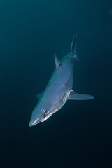 Naklejka premium mako shark, Isurus paucus, South Africa