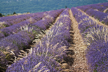 Lavendelfelder in der Provence