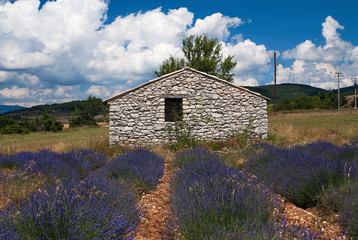 Lavendel in der Provence