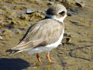 Ringed Plover (Charadrius hiaticula)