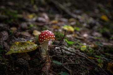 dark forrest mushroom