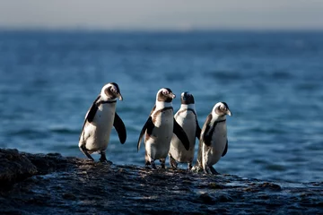 Muurstickers African penguin, spheniscus demersus, South Africa © prochym