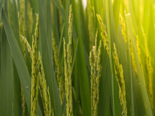 Fototapeta na wymiar Bunch of green rice in a paddy field. Background.