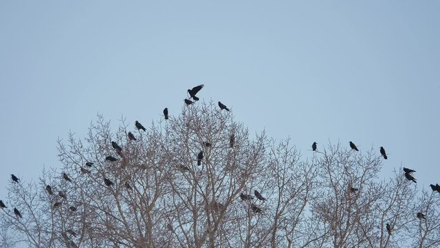 flock of raven birds sitting on autumn a tree dry branches of trees. crows birds flock