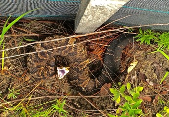 Cottonmouth coiled along Fence, Camouflaged